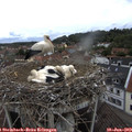 13_45-nest.jpg
