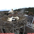 13_50-nest.jpg