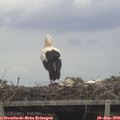 13_55-mast.jpg