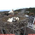 13_55-nest.jpg