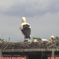 14_00-mast.jpg