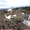 14_00-nest.jpg