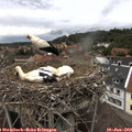 14_05-nest.jpg