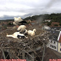 14_10-nest.jpg