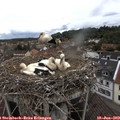 14_15-nest.jpg