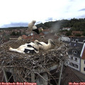 14_20-nest.jpg
