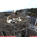 14_25-nest.jpg