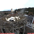 14_30-nest.jpg