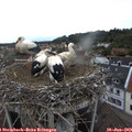 14_35-nest.jpg