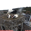 14_45-nest.jpg