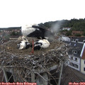 14_50-nest.jpg