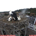 14_55-nest.jpg