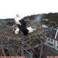 15_00-nest.jpg