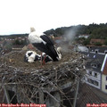 15_05-nest.jpg