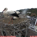 15_10-nest.jpg