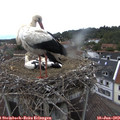 15_15-nest.jpg