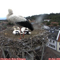 15_20-nest.jpg