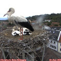 15_25-nest.jpg