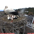 15_30-nest.jpg