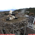 15_35-nest.jpg