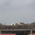 15_40-mast.jpg