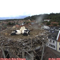 15_40-nest.jpg