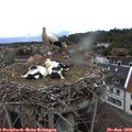 15_45-nest.jpg