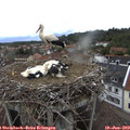 15_50-nest.jpg