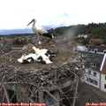 15_55-nest.jpg