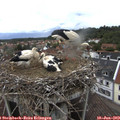 16_00-nest.jpg