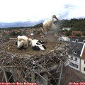 16_05-nest.jpg