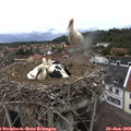 16_10-nest.jpg