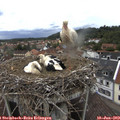 16_15-nest.jpg