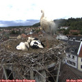 16_20-nest.jpg