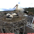 16_25-nest.jpg