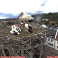 16_30-nest.jpg