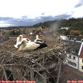 16_35-nest.jpg