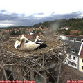 16_40-nest.jpg