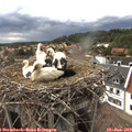 16_45-nest.jpg