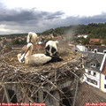 16_50-nest.jpg