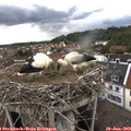 16_55-nest.jpg