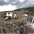 17_00-nest.jpg