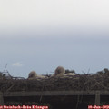 17_05-mast.jpg