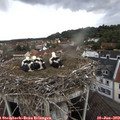 17_10-nest.jpg