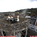 17_15-nest.jpg