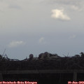 17_20-mast.jpg