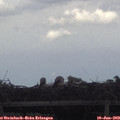 17_25-mast.jpg