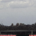 17_30-mast.jpg