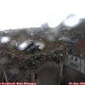 17_30-nest.jpg