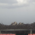 17_35-mast.jpg
